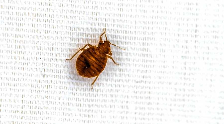 Pest Control | Vista Pest Control - Blog (Deal w/ Bed Bugs) 2