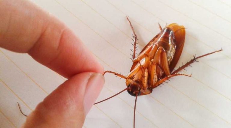 hand holding cockroach antena
