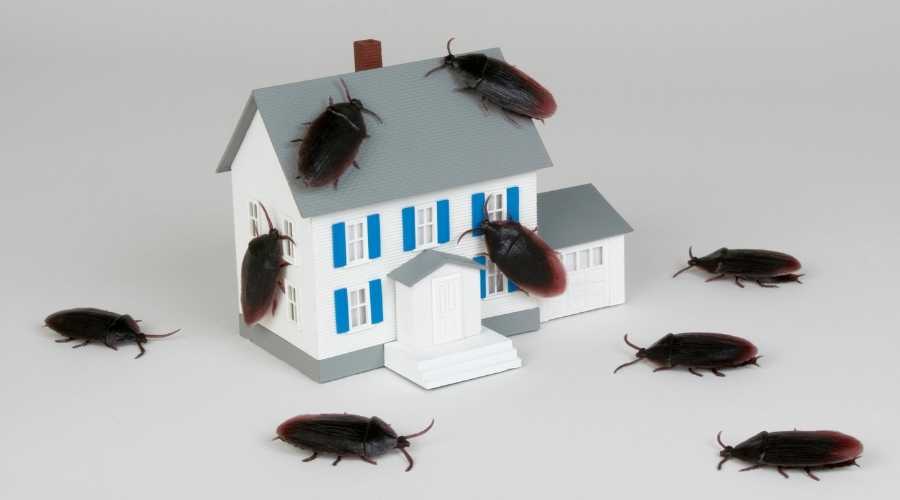Pest Control | Vista Pest Control - Blog (Deal w/ Cockroach Infestation)