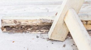Pest Control | Vista Pest Control - Blog (How Termite Colony Form)