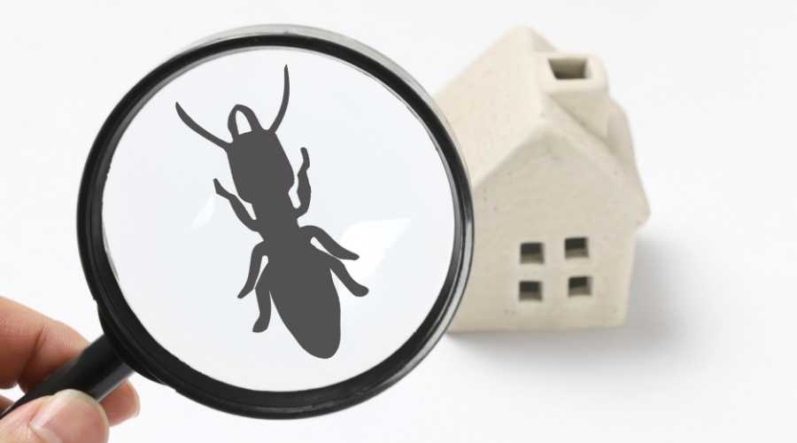 Pest Control | Vista Pest Control - Blog (How Termite Colony Form) 2