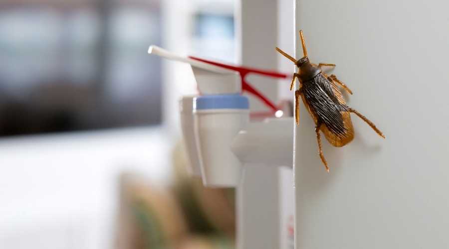Pest Control | Vista Pest Control - Blog (Cockroach Bite Remedies ESP)