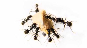 Pest Control | Vista Pest Control - Blog (How to Remove Ants from Kitchen)