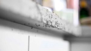 Pest Control | Vista Pest Control - Blog (How to Remove Ants from Kitchen) 2