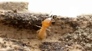 How to Control & Treat Termites | Vista Pest Control