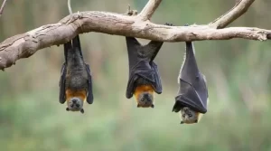 Finding Bats in Your Home: What to Do | Pest Control | Vista, CA