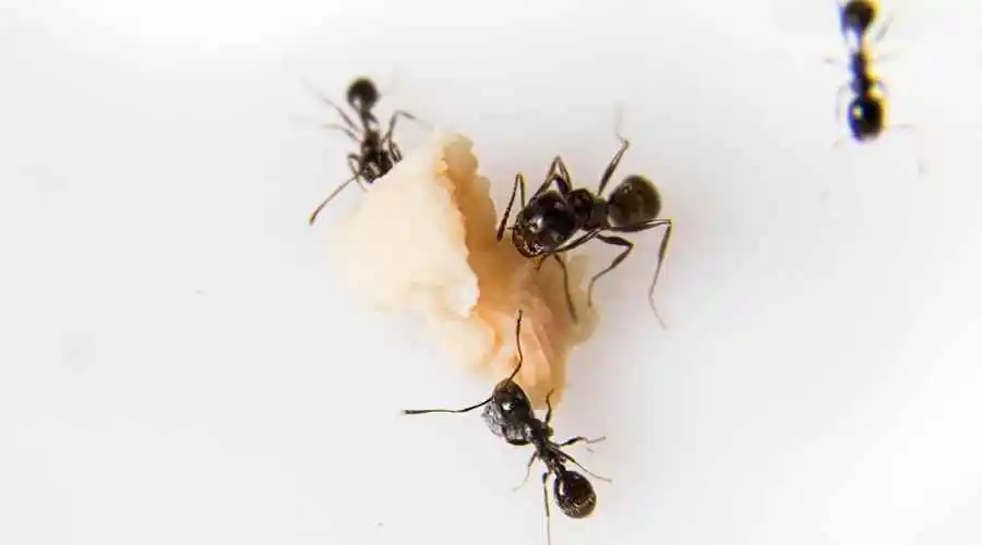 What Makes My Kitchen Ant-Free? | Pest Control | Vista, CA
