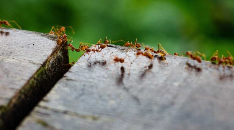 California Ants: A Quick Reference | Vista Pest Control