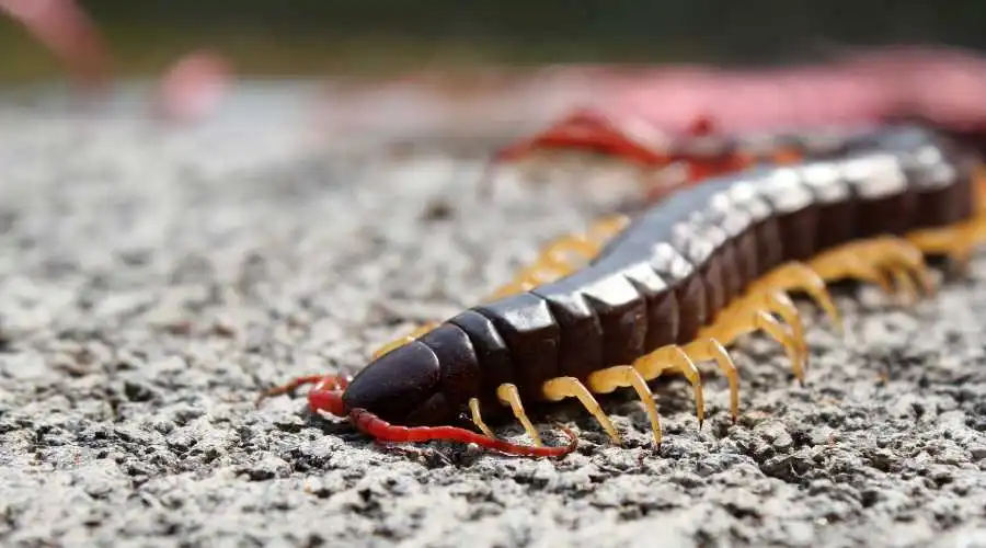 Home Centipede Infestation Warning Signs