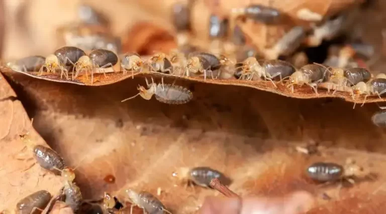 07 - termites invade homes