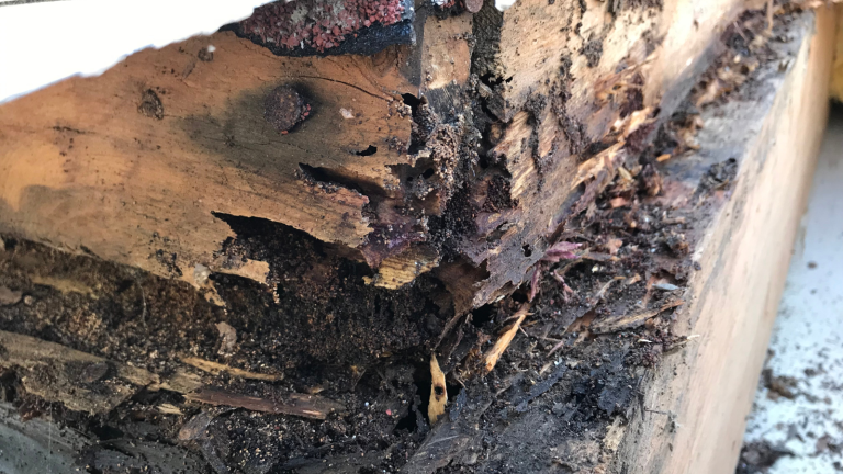 termites damage