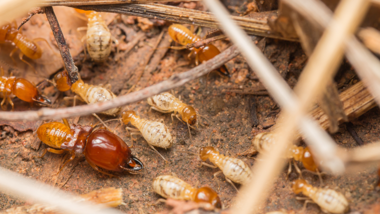 termites