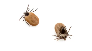 Ticks and Cockroach