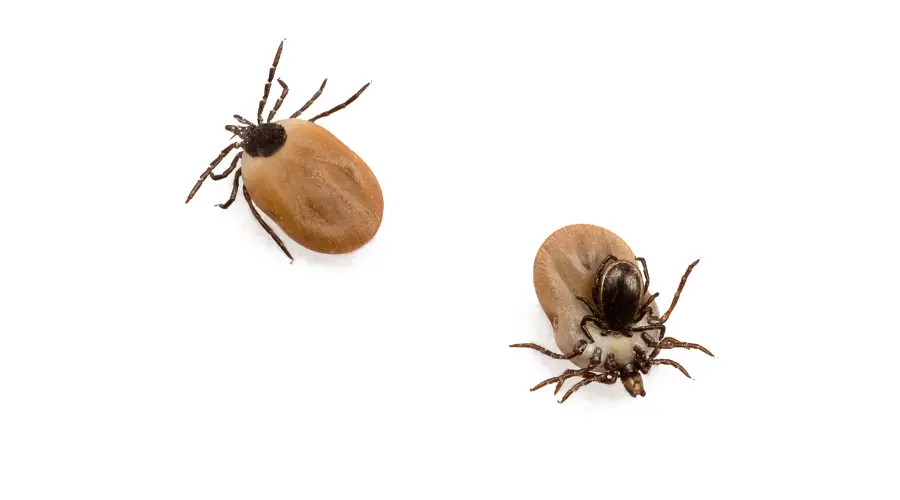 Ticks and Cockroach